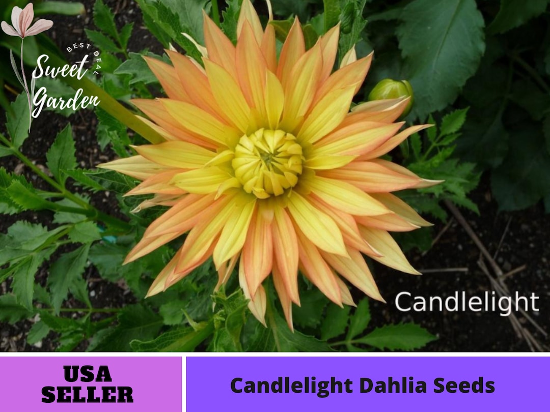 42 Seeds Candlelight Dahlia Seeds-perennial authentic - Etsy