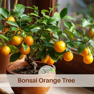 Bonsai Orange Tree Seeds | Heirloom, Fragrant Flowers (10 Seeds)