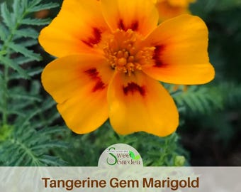 Tangerine Gem Marigold Seeds - Edible -Open-Pollinating -Potted - Draft Resistant - Cold Resistant -Dwarf - Plant in Spring/After frost