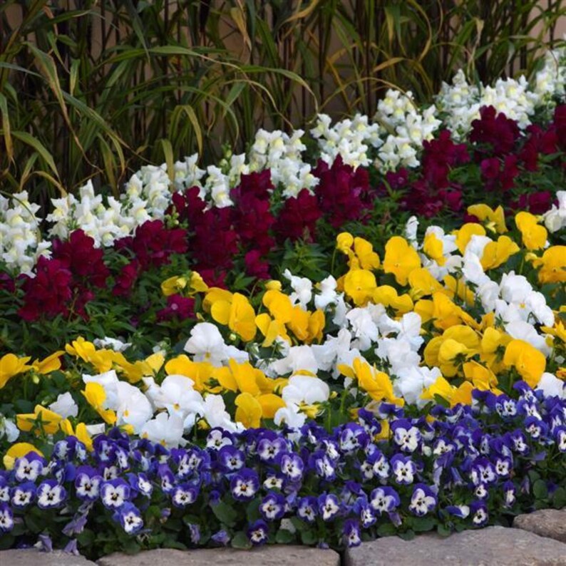 SweetGardenUS Sorbet Viola Seeds - Thumbnail 4