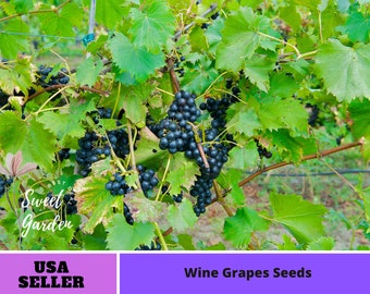 40 Seeds| Grapes Wine Seeds- Authentic Seeds ~ Vegetable seeds~ Asian Garden~ Fruit Seeds- Flowers -Organic. Non GMO -B3G1 #6036