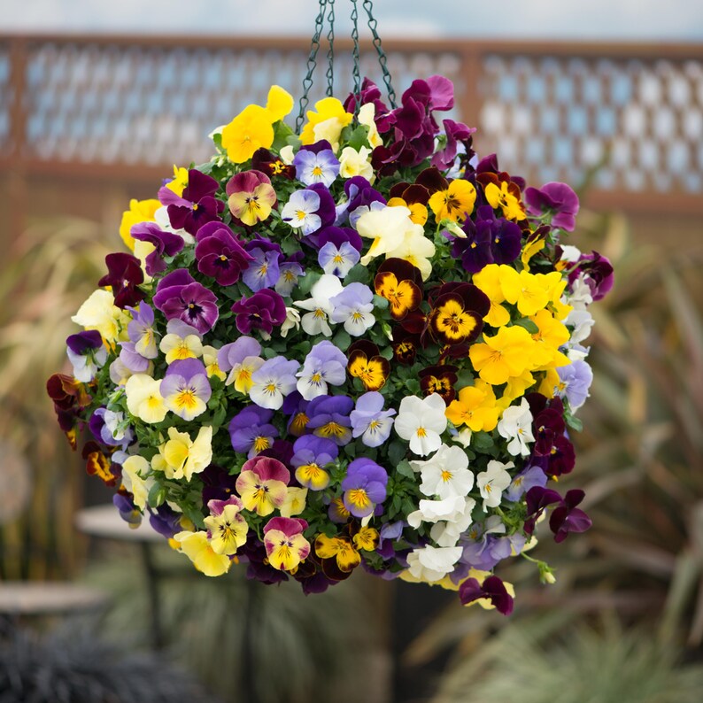 SweetGardenUS Pansy Seeds