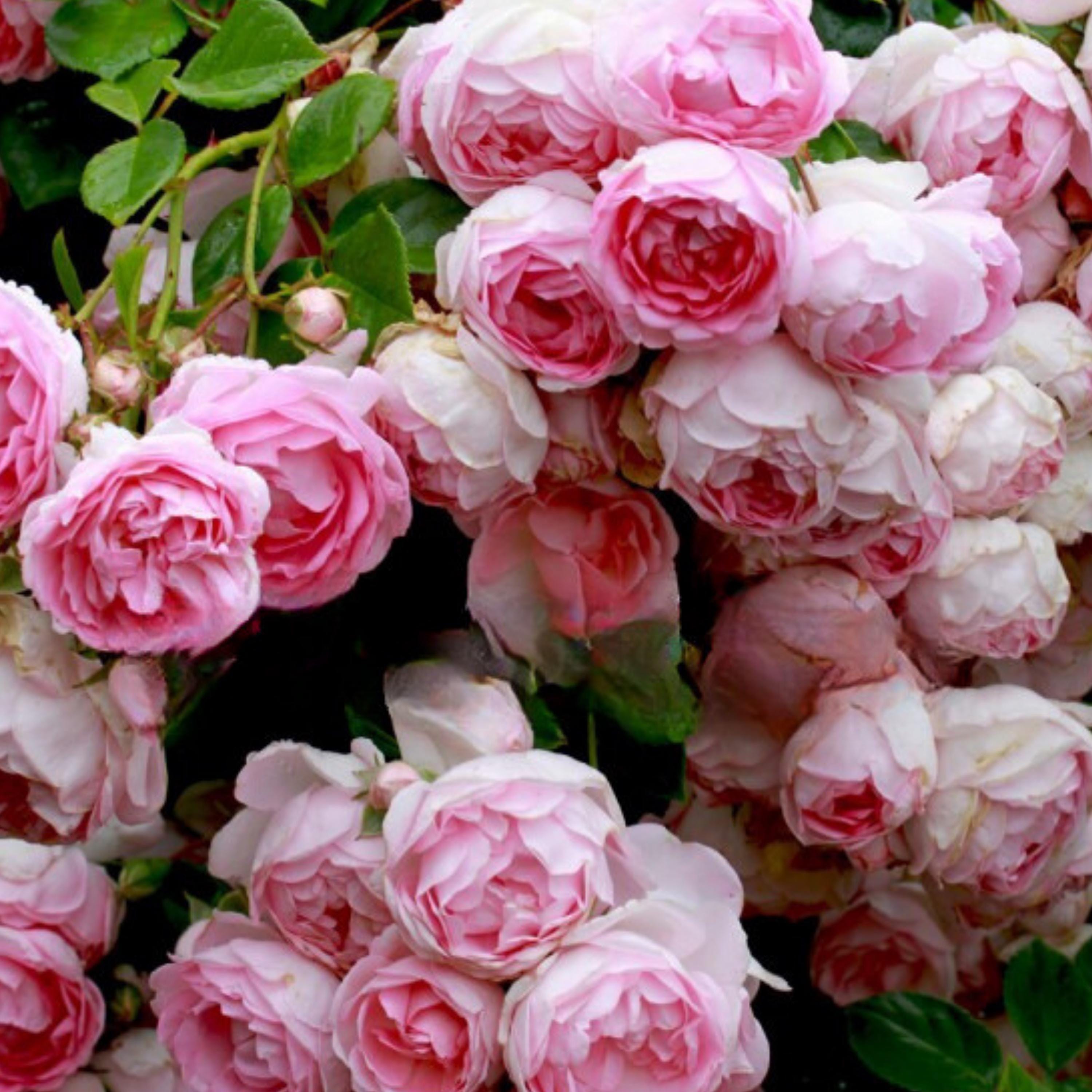 Roseページ il_fullxfull.6373559105_1xrd.jpg