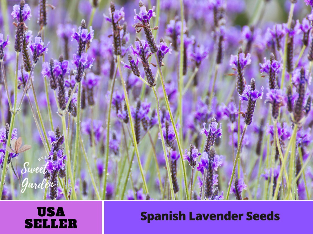 Spanish Lavender Seeds for Planting in the Garden C004 BUY 3 GET 1 FREE