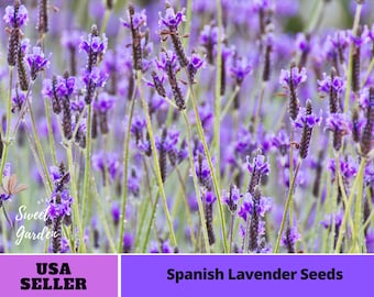 Spanish Lavender Seeds For Planting In The Garden #C004 [BUY 3 GET 1 FREE]