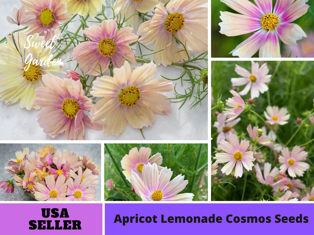 Pink Apricot Lemonade Cosmos Seeds Annual Authentic Seeds Flowers Easy