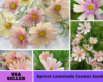 Pink Apricot Lemonade Cosmos Seeds-Annuals-Authentic Seeds-Flowers -Organic - Vegetable Seeds - Mix Seeds for Plant-B3G1#L006.