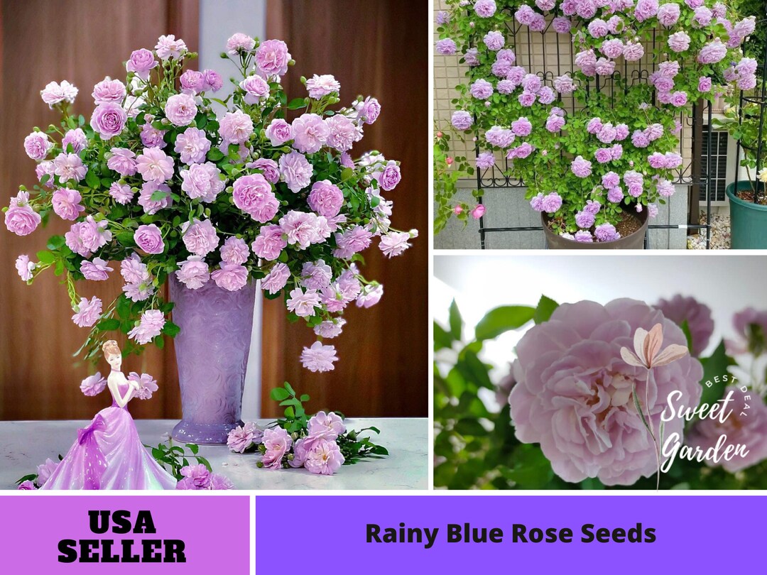 rainy blue rose for sale