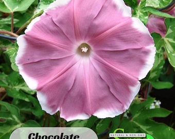 Chocolate Morning Glory Seeds – Easy Grow Annual Vine Flowers