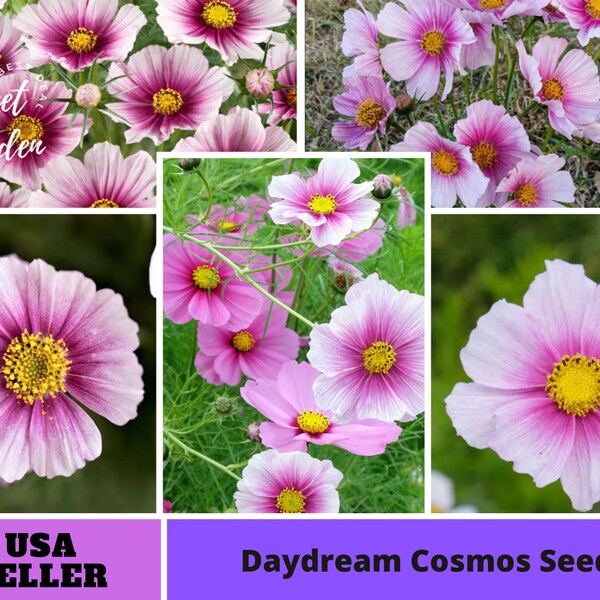 Pink and white Daydream Cosmos Seeds -Annuals-Authentic Seeds-Flowers -Organic. Non GMO -Seeds-Mix Seeds for Plant-B3G1#L013