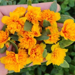Pode incluir: Um punhado de flores amarelas vibrantes com p&eacute;talas franzidas e centros laranja. As flores s&atilde;o cercadas por pequenas folhas verdes e est&atilde;o dispostas sobre um fundo de folhagem verde. As flores est&atilde;o em plena flora&ccedil;&atilde;o.