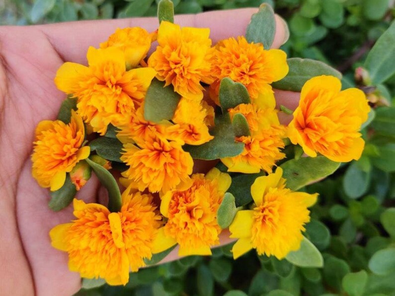Pode incluir: Um punhado de flores amarelas vibrantes com p&eacute;talas franzidas e centros laranja. As flores s&atilde;o cercadas por pequenas folhas verdes e est&atilde;o dispostas sobre um fundo de folhagem verde. As flores est&atilde;o em plena flora&ccedil;&atilde;o.