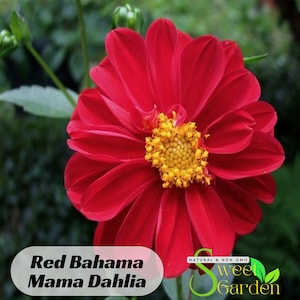 May include: A close-up of a red dahlia flower with a yellow center. The flower is in bloom and has many petals. The text "Red Bahama Mama Dahlia" is below the flower. The text "Sweet Garden" is below the text "Red Bahama Mama Dahlia".