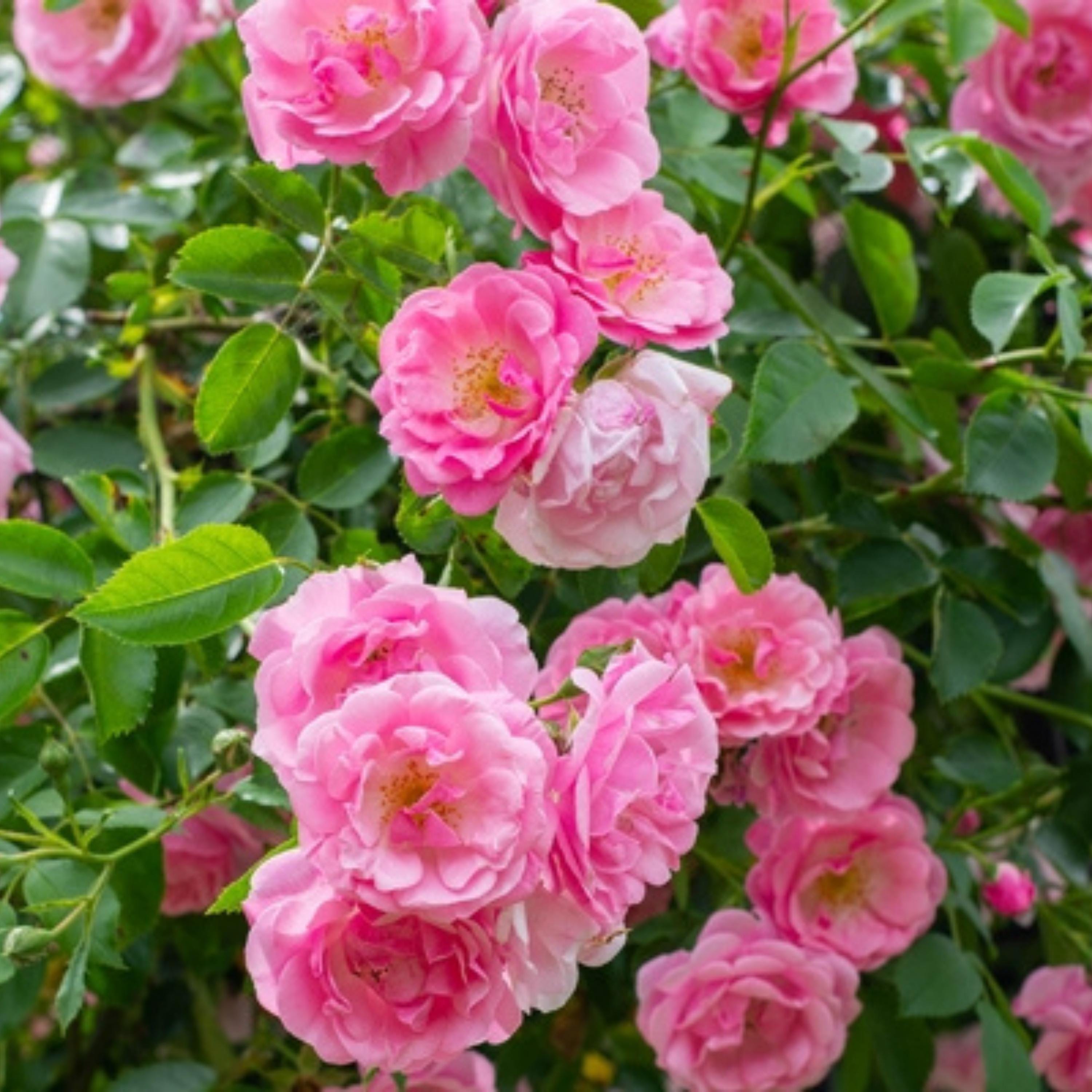 ROSE❣️ 71c66Diz47L._UF894,1000_QL80_.jpg