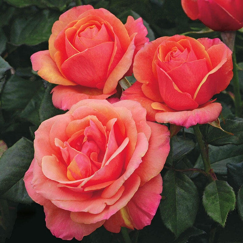 SweetGardenUS Anna's Promise Grandiflora Rose Seeds - Thumbnail 2