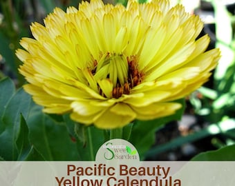 Pacific Beauty Yellow  Calendula Seeds - easy to grow - Calendula Flowers - Healing Herbs - Mix Seeds for Plant - Herb Seeds