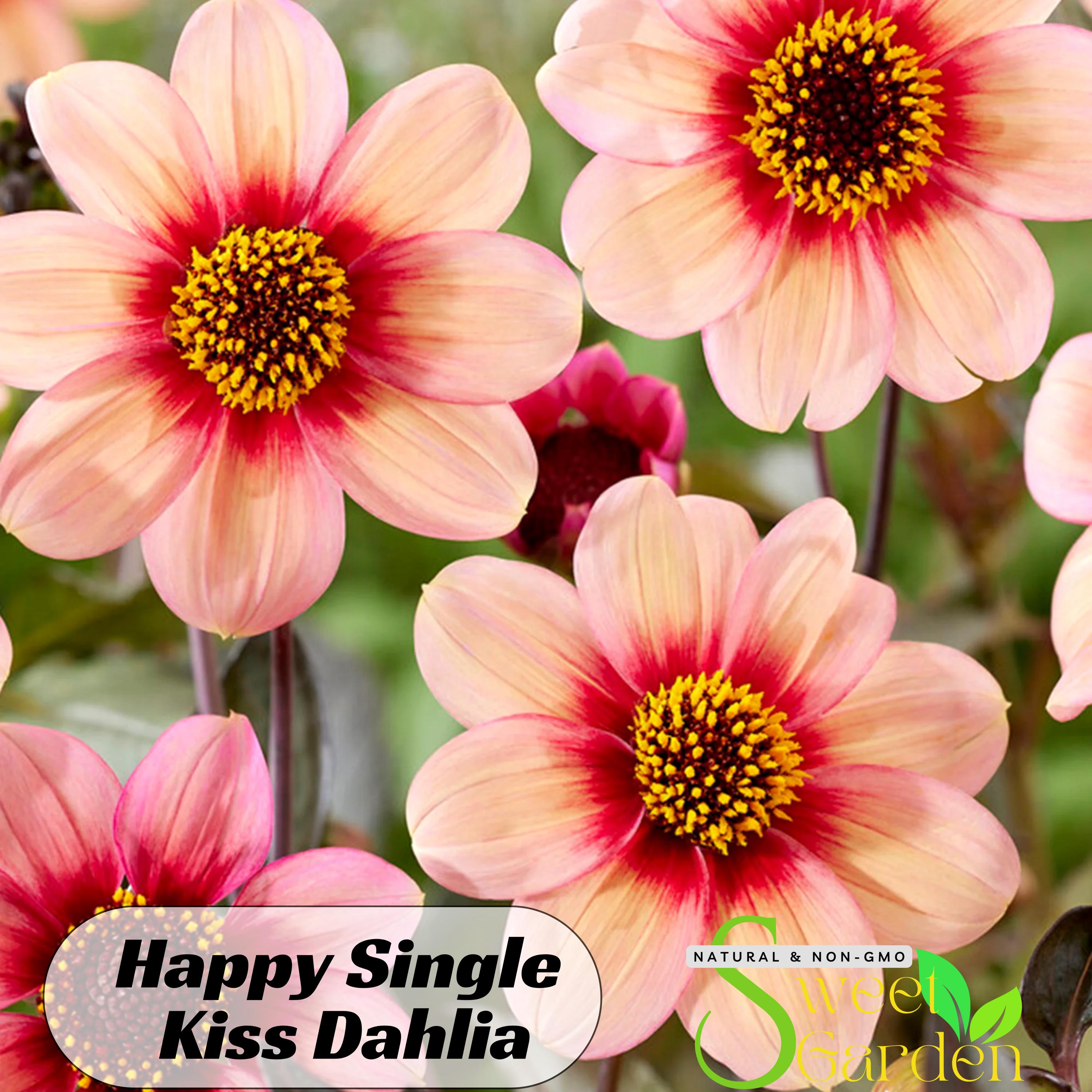 Happy Single Kiss Dahlia Perennial Seeds - Authentic Seeds