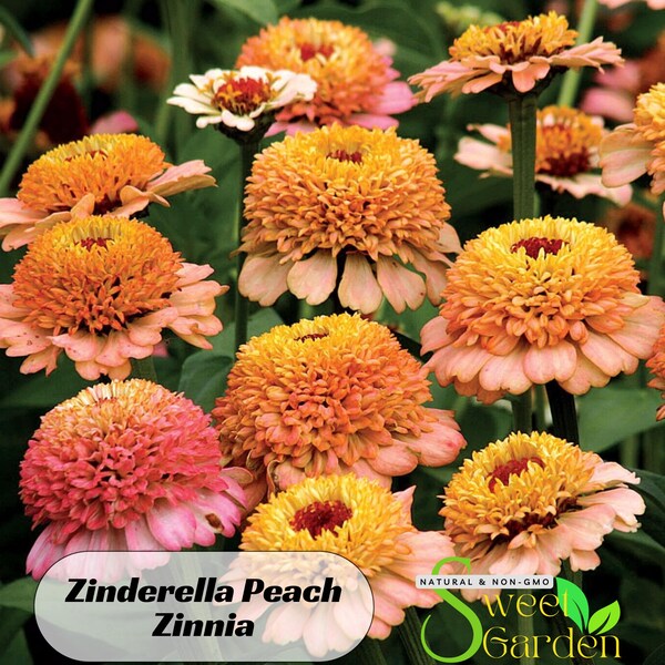 Spectacular Rare Zinnia Seeds Scene Art Spectacular Rare Zinnia Seeds Scene Art