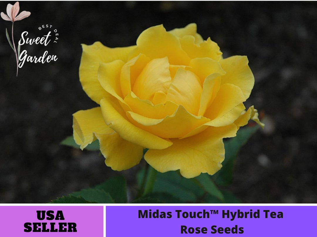 32 Seeds Midas Touch Rose Seeds perennial authentic Etsy