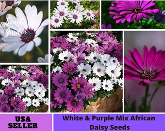 White & Purple Mix African Daisy Seeds-Perennial -Authentic Seeds-Flowers -Organic. Non GMO -Mix Seeds for Plant-B3G1#N003