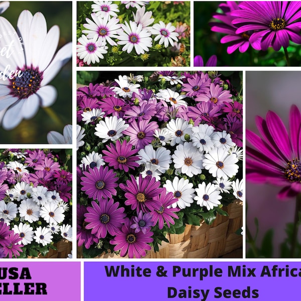 White & Purple Mix African Daisy Seeds-Perennial -Authentic Seeds-Flowers -Organic. Non GMO -Mix Seeds for Plant-B3G1#N003