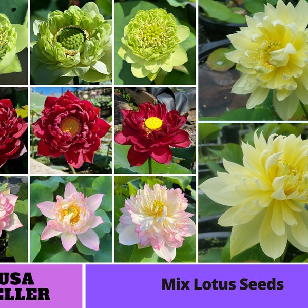 5+ Rare Seeds| Mix Lotus Seeds - Indian Lotus (Nelumbo nucifera) Seeds - Flower Seeds -  #Q069