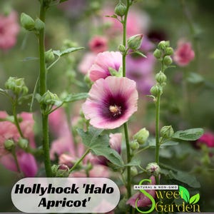 May include: A close-up of a pink and purple hollyhock flower with the text 'Hollyhock 'Halo Apricot' and 'Sweet Garden' on the image.