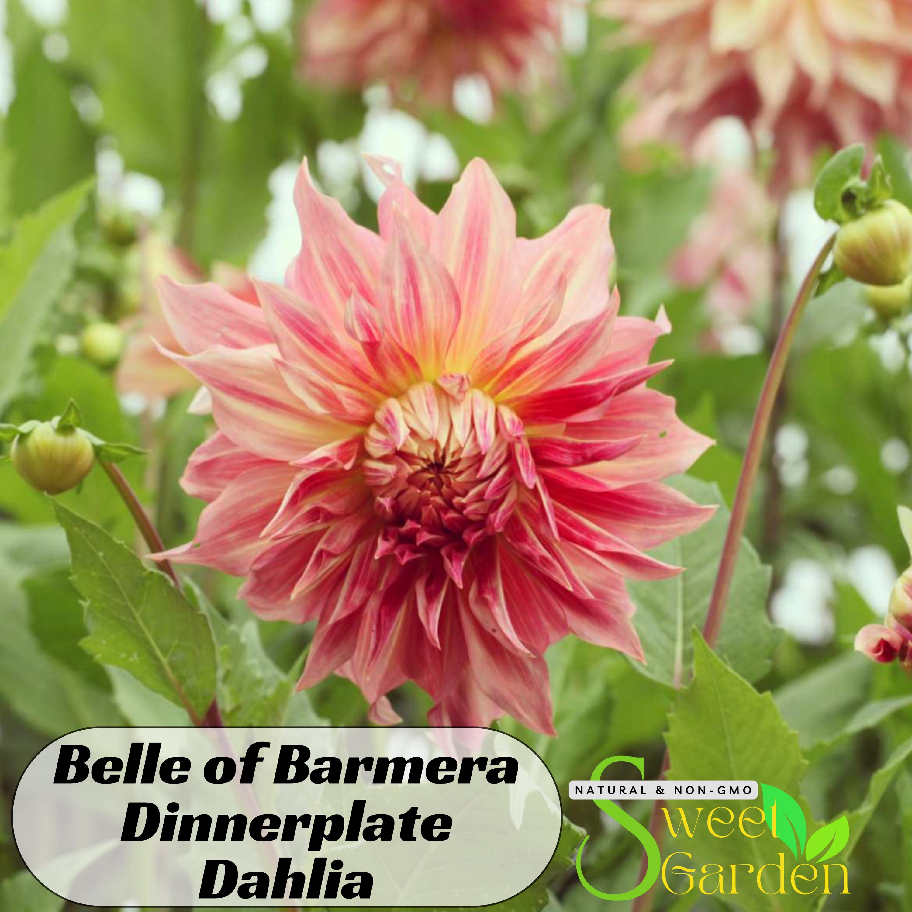 Giant Dinnerplate Dahlia Belle of Barmera Seeds - Perennial