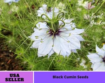 55 Seeds| Cumin Black (Charnushska) Seeds  ~ Herbs - Authentic~ Vegetable ~ Asian Garden~ Fruit Seeds-Organic. Non GMO -B3G1 #6029