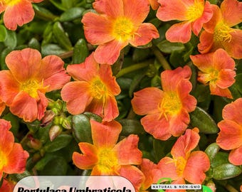 Portulaca Umbraticola 'Mojave® Tangerine' Seeds - Portulaca oleracea Seeds-Purslanes Seeds- Heirloom Succulent - Colorful Flowers-B5G1 #8188