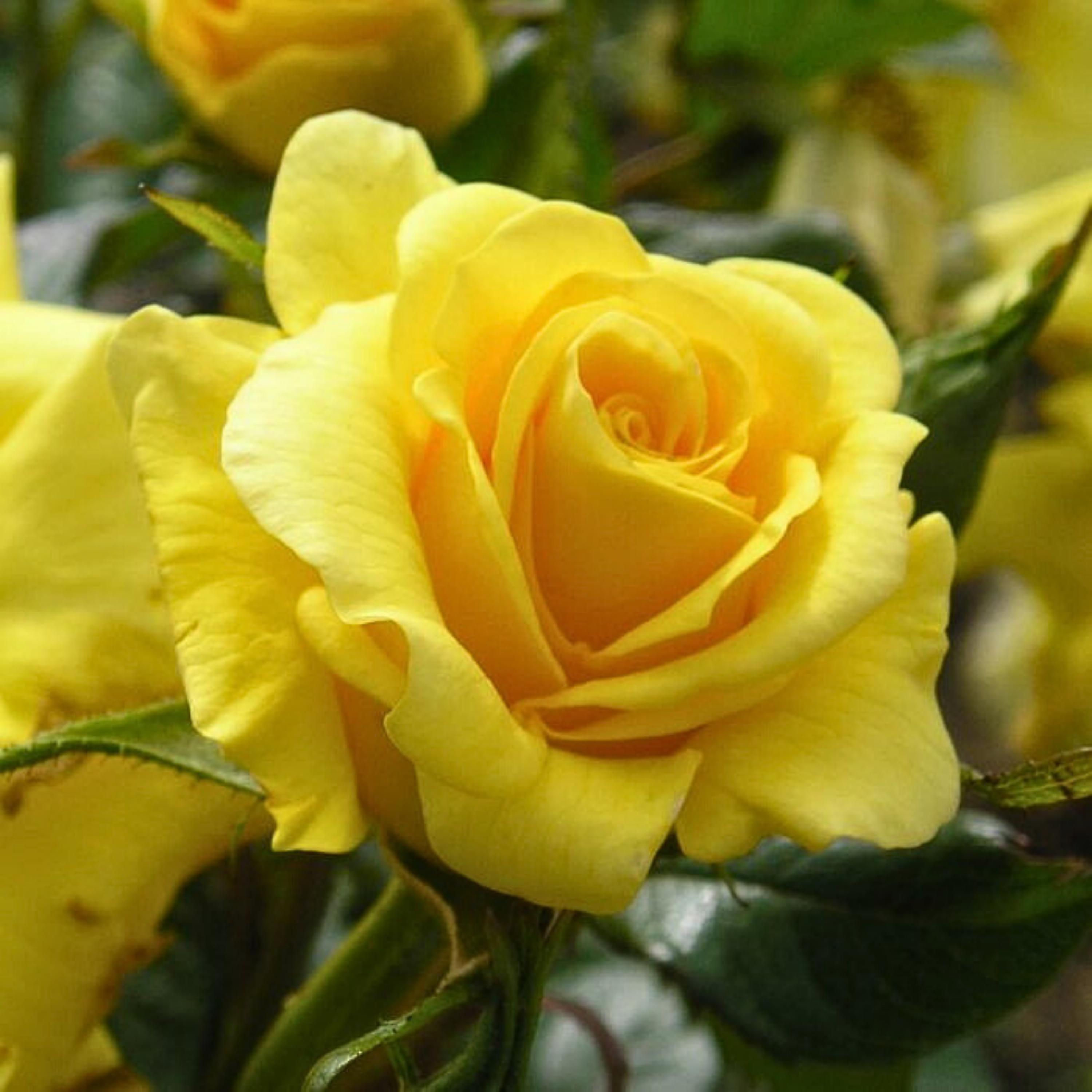 Yellow Climbing Rose Seeds - Authentic Perennial Flowers - Etsy