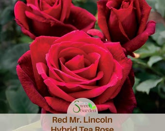 Red Mr. Lincoln Rose Seeds - Hybrid Tea, Perennial Flower