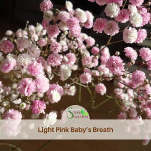 May include: Close-up of light pink and white Baby's Breath flowers. The delicate blooms are clustered on thin stems, creating a soft, airy appearance. The image includes the text "Light Pink Baby's Breath" at the bottom.