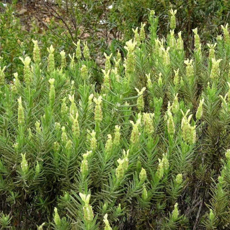 May include: A dense cluster of green lavender plants featuring numerous upright, pale yellow-green flower spikes. The narrow, lance-shaped leaves are arranged along the stems, creating a textured, bushy appearance throughout the entire shrub.