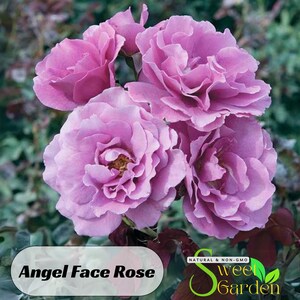 Angel Face Floribunda Rose Seeds - Perennial - Authentic Seeds - Flowers - Easy To Grow - Climbing - shrubs - Rose Garden #1023.