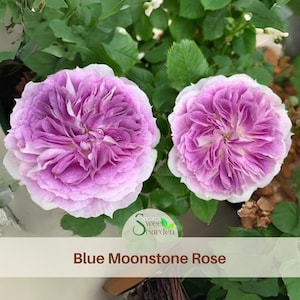 Semillas de rosa de piedra lunar azul: semillas auténticas de flores perennes