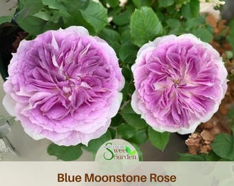 Blue Moonstone Rose Seeds - Authentic Perennial Flower Seeds