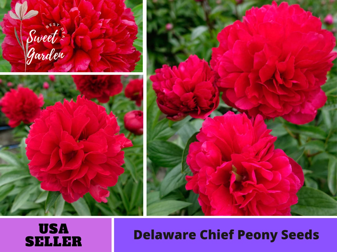 10 Seeds Delaware Chief Peony Seedsperennial authentic Seedsflowers organic. Non GMO vegetable