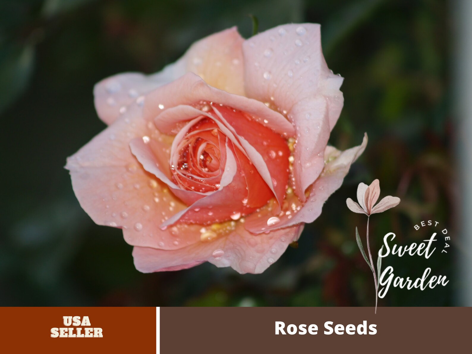 32 Seeds Hybrid Tea Rose Seeds for Planting Flower Etsy