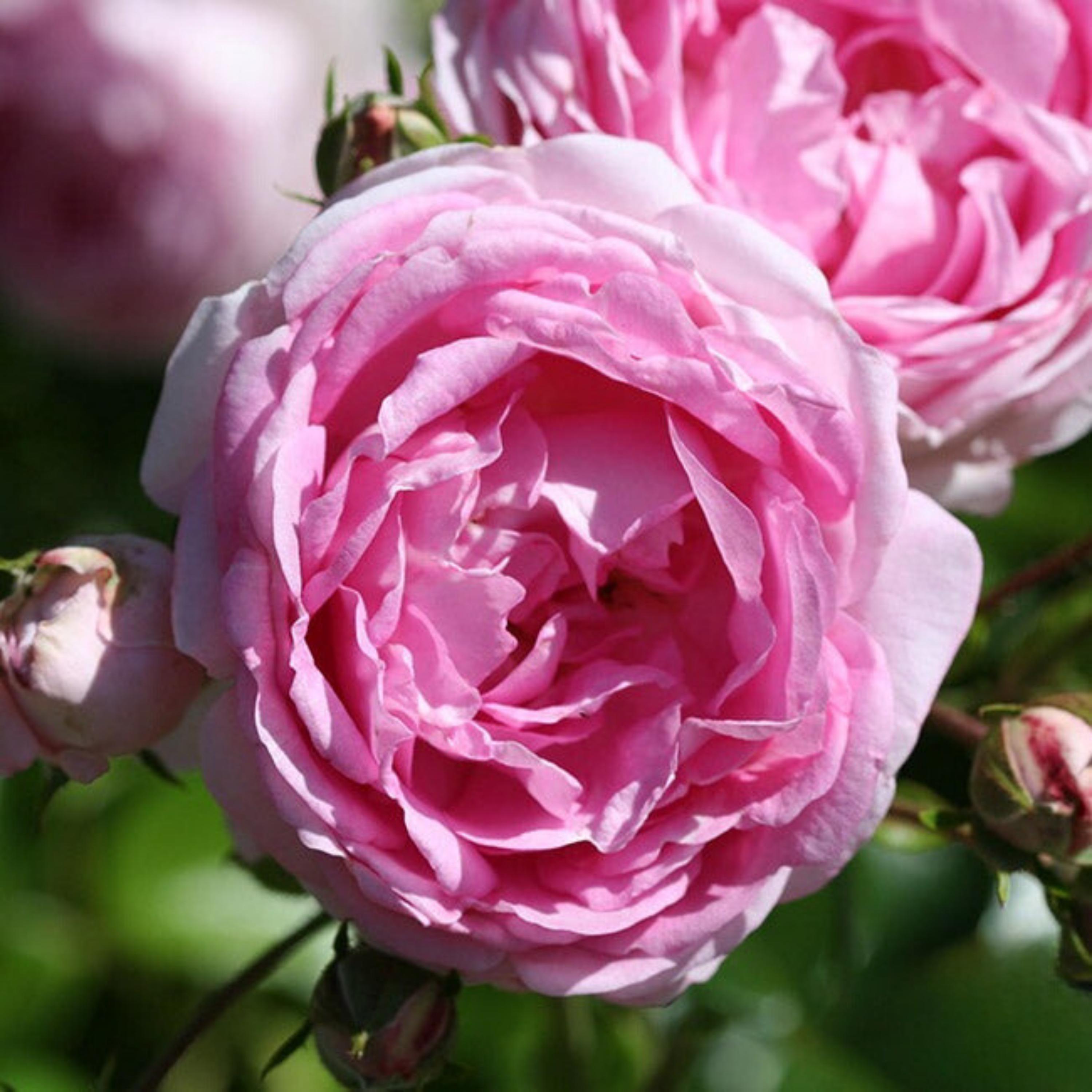 ROSE❣️ 10 ROSE Rosa Flower Seeds BW97001-461 - Etsy