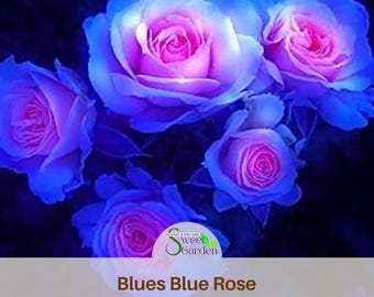画材 BLUE ROSE Amazon.com: MMAFUL Blue Rose Canvas Wall Art Floral Pictures Wall