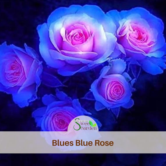 Blue Rose Seeds - Authentic Non-gmo Perennial Flowers - Etsy