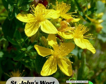 17 Seeds|  St. John's Wort Seeds- ~ Herbs - Authentic~ Vegetable ~ Asian Garden~ Fruit Seeds-. Non GMO - #6024