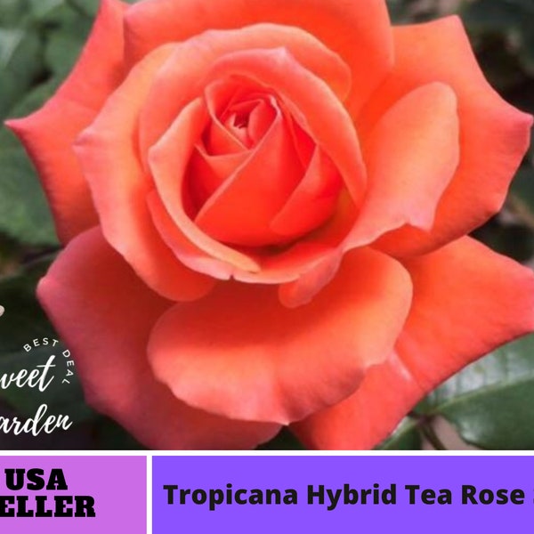 Tropicana Hybrid Tea  Rose Seeds-Perennial -Authentic Seeds-Flowers -Organic. Non GMO -Mix Seeds for Plant-B3G1#1026.