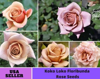 Koko Loko Floribunda Rose Seeds-Perennial -Authentic Seeds-Flowers -Organic. Non GMO -Vegetable Seeds-B3G1 #1047