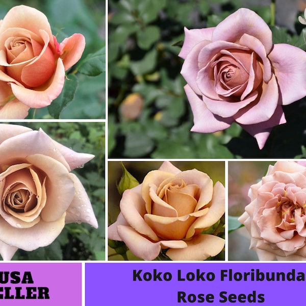 Koko Loko Floribunda Rose Seeds-Perennial -Authentic Seeds-Flowers -Organic. Non GMO -Vegetable Seeds-B3G1 #1047