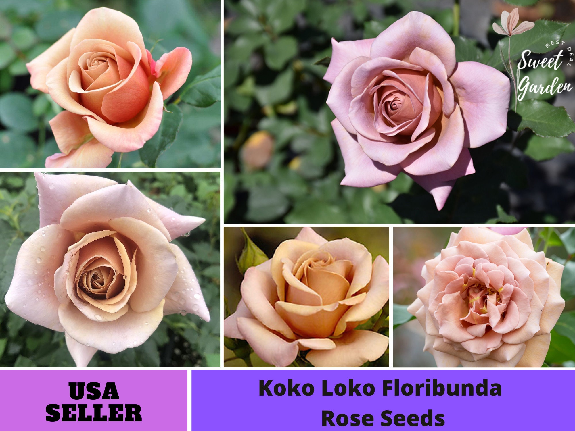 32 Seeds Koko Loko Floribunda Rose Seedsperennial Etsy