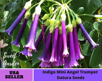 Indigo Mini Angel Trumpet Datura Seeds-Perennial -Authentic Seeds-Flowers -Organic. Non GMO -Mix Seeds for Plant-B3G1#G004