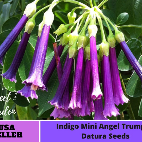 Indigo Mini Angel Trumpet Datura Seeds-Perennial -Authentic Seeds-Flowers -Organic. Non GMO -Mix Seeds for Plant-B3G1#G004