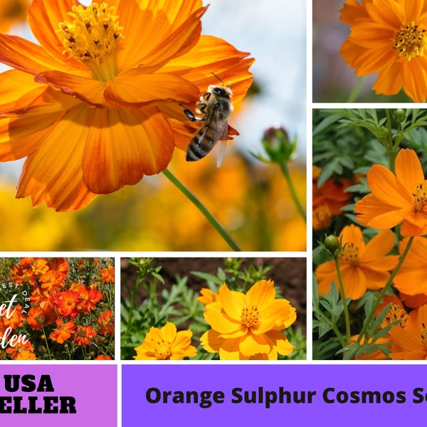 Orange Cosmos Seeds -Annuals-Authentic Seeds-Flowers -Organic. Non GMO -Vegetable Seeds-Mix Seeds for Plant-B3G1#L015.